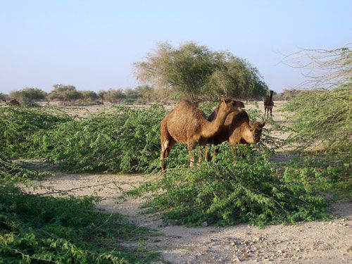 kish insel, kamele: mit iran erlebnis reisen