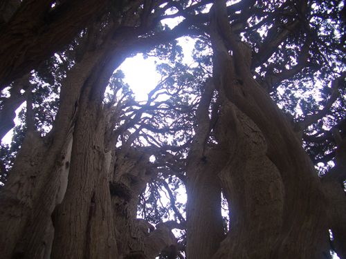 abarkuh, alte zypresse: mit iran erlebnis reisen