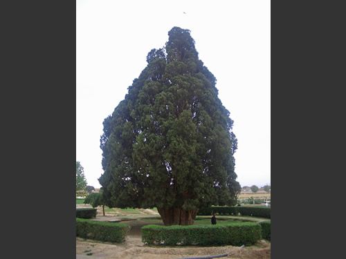 abarkuh, uralte zypresse: mit iran erlebnis reisen