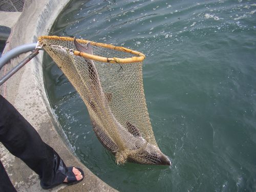 bandare anzali, fische für kaviar: mit iran erlebnis reisen